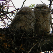 Cambridgeowlets1_card