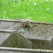 Chipmunk_card