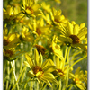 Daisies_display_thumb