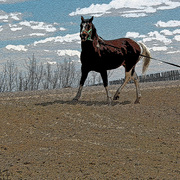 Img_6246poko_edited-1mosaic_card