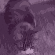 Img_6177catartistic_copybw_edited-1purp_card