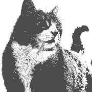Img_6194catredbw_card