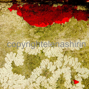 Dsc_7495_copia_card