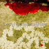 Dsc_7495_copia_thumb