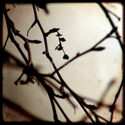1033000-1-birch_watermark_card