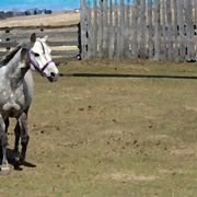 Img_6327poko_edited-3_card