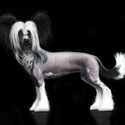 Hairless_card