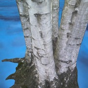 Roots01_card