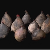 Flock_of_f