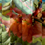 Garden_5_slices_card