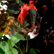 Garden_4_card