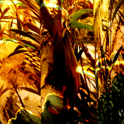 Garden_3_card