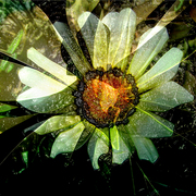 Garden_13_card