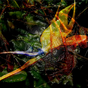 Garden_1_card