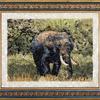 Tusker_thumb