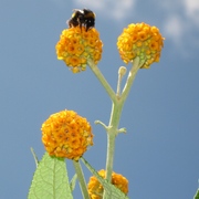 Globebudbees_002_card