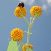 Globebudbees_002_thumb
