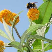 Globebudbees_009_card
