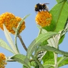 Globebudbees_009_thumb
