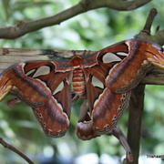 Key_west_271_card