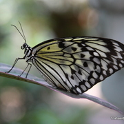 Key_west_231_card