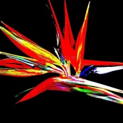 Bird_of_paradise_ii_card