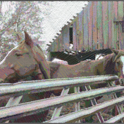 Animals-7105842_card
