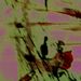 Last_butterfly_square