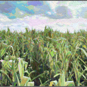 Farm-0529_card