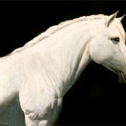Andalusian_2_card