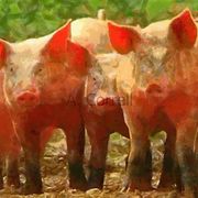 Pigs_for_life_card