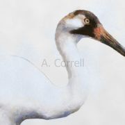 Whooping_crane_card