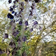 Purpleblossom_card