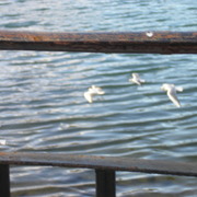 Fotos_6_017_card
