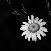 Bellis_card
