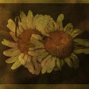 Summer_lovers_card