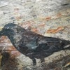 Crow_with_food_thumb