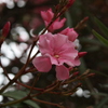 Img_1211_thumb