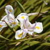 Img_4738_thumb