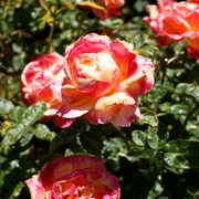 Img_4699_card