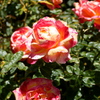 Img_4699_thumb