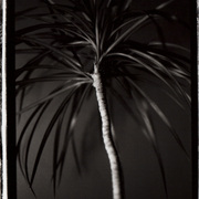 Palm_card