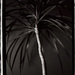 Palm_square
