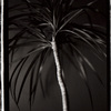 Palm_thumb