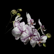Nachtorchidee__2011_06_06__02k__card