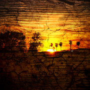 Sunsetonwood_card