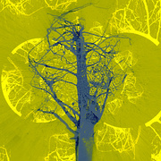 ______3267-12_card