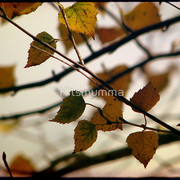 1039804-1-those-autumn-leaves_watermark_card