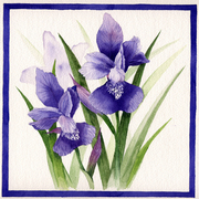 Iris_card