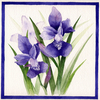 Iris_thumb